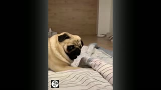 Pug Funny Moments - Cute Dog Videos | Pets Funny