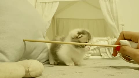So Cute Baby Cat | Cute Kitten video