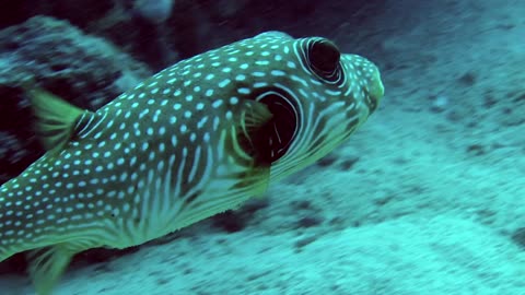 Funny Looking View of Pufferfish - No Sound