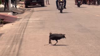 One-legged Vulture Dines on Rat