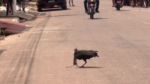 One-legged Vulture Dines on Rat