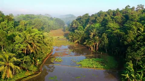 Meditation with Beautiful Forest Nature Environment-A Journey to Inner Peace and Oneness with Nature