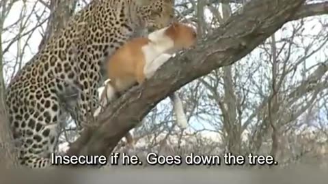 Leopard vs Dog