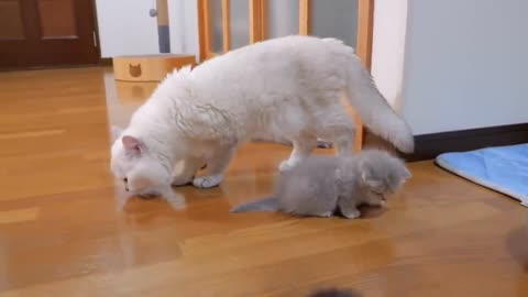 The kitten approaching the daddy cat to play with him was so cute.
