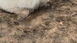 Fluffy White Dog Plays in Mud