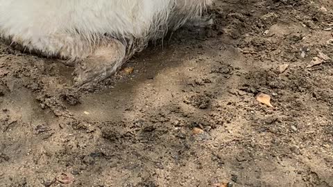 Fluffy White Dog Plays in Mud