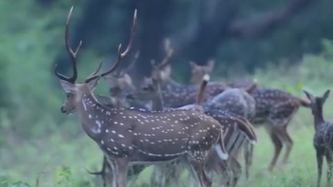 Angry deer herd started running after seeing the intruder in the forest.