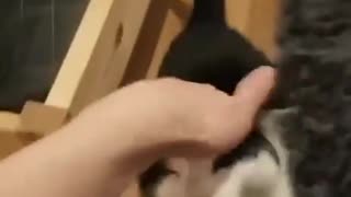 This cat made a weird sound when rubbed