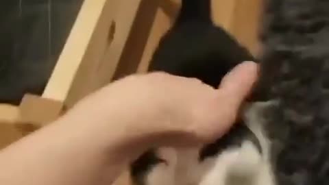 This cat made a weird sound when rubbed