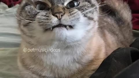 Funny Cat Videos || Best Animals Videos