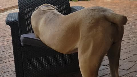 Rex the Boerboel thinks he should sit on a chair