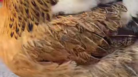 Cute puppy dog and hen funny video