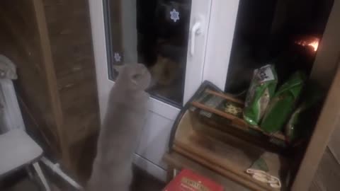 Kitty meows the house down as she sees the neighbor's cat nemesis at the front door.