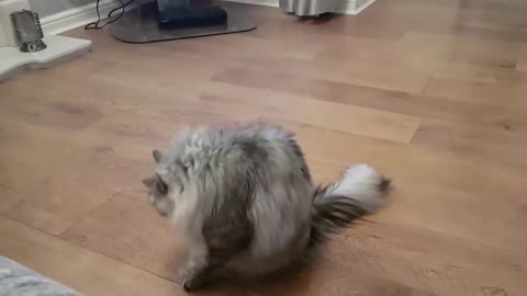 Siberian cat does back