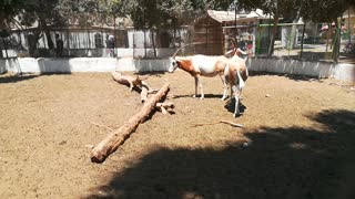 Male Horned Oryx Follows His Female Tail