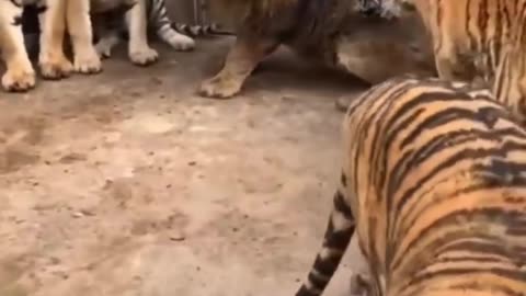 "Clash of Titans: Tiger vs. Lion"