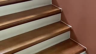 Kitten Takes a Tumble Down Stairs