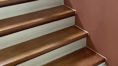 Kitten Takes a Tumble Down Stairs