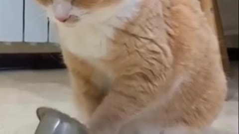Best Funny Cats Compilation