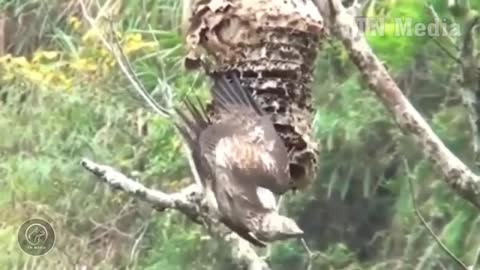 Amazing Attacks Of Eagles - Most Amazing Moments Of Eagle With Wild Anima