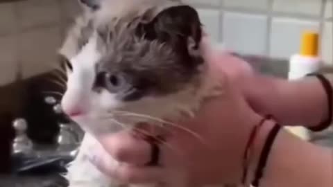 Cat gets angry and fights when bathed. Funny viral video