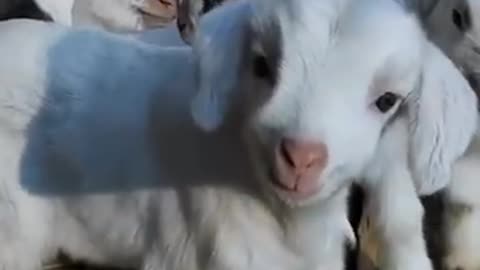 Cute lambs short video :)