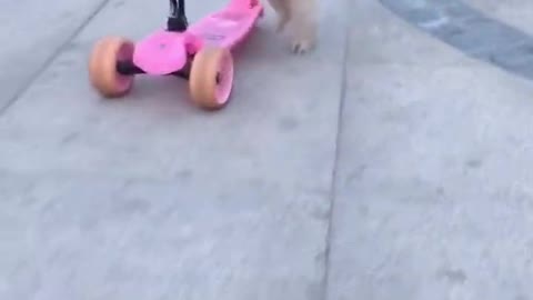 the cute dog riding bike