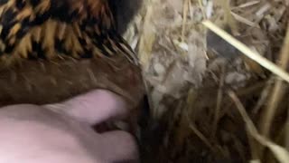 Broody Hen Tales with Chris P. Chicken; depositing baby chicks under hen.