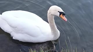 Swans