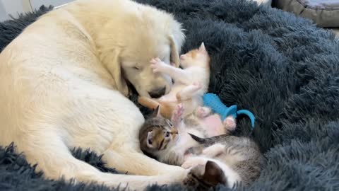 Tiny Kittens love to play with Golden Retriever Puppy