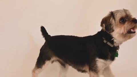 Two dogs playing around funny video