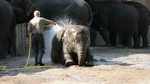 Elephant Bathtime // Elephant constipation relief // Caring For Elephants at Mae Rim Elephant Home