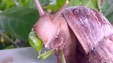 How do snails eat?