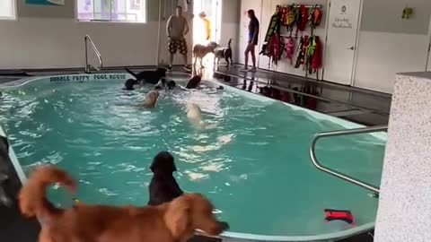 Big Pups Have Pool Party