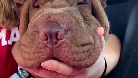 You can't resist that cute face 🥰❤️ For Daily Sharpei Content Join Us