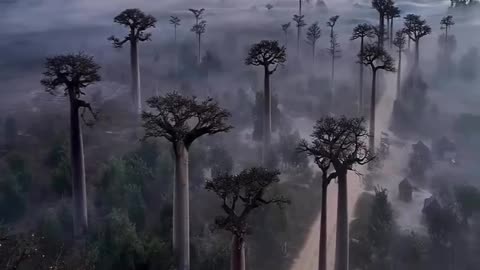 Madagascar