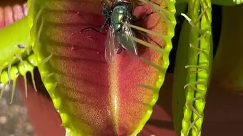 Meat eating plant devours a bunch of flies.
