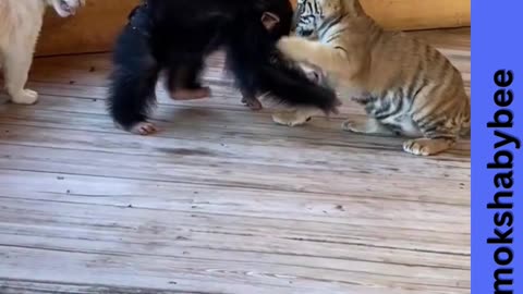 monkeys and tigers - tiger and monkeys popular funny video