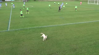 Funny Dog Video! Football Match Stopped By Pitch Invader!