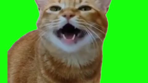 Cat Singing Meme | Green Screen