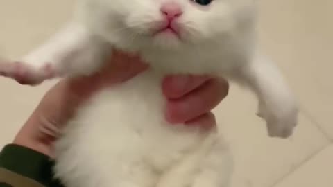 Cute funny cat