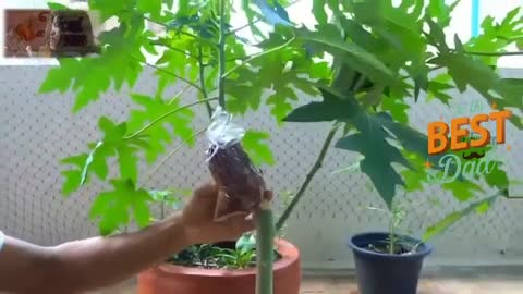 A brilliant idea of 2022 - propagate papaya in pots - PAPAYA FRUIT IN THE POT