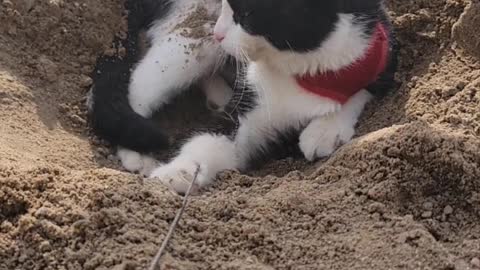 Barry the Cat Gets Buried at the Beach