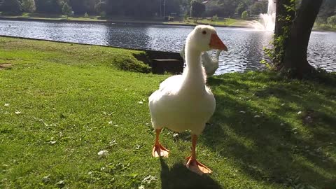 Sam coming ashore and chirping at me today 2020 07 28