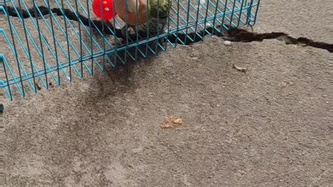 Escape Artist Parrot Just Wants His Ball