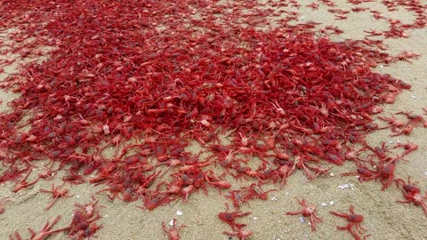 1000's of Bright Red Crabs On Newport Beach - Balboa Peninsula, Orange County, California