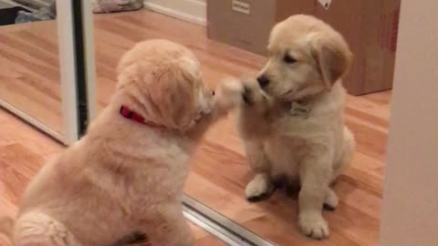 Puppy discovers the mirror for the first time