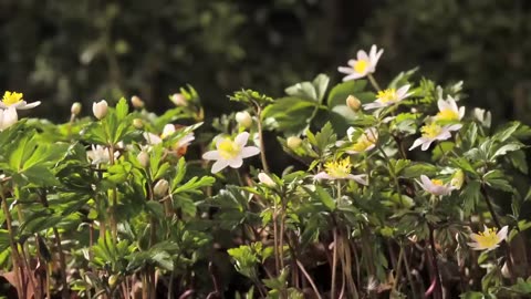FLOWERS CAN DANCE!!! Amazing nature/ Beautiful blooming flower time lapse video