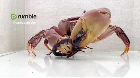 Duelo Animal Narrado - Caranguejo VS Escorpião