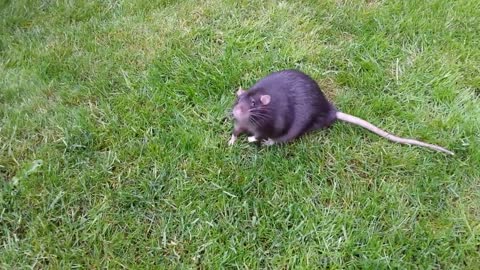 A fat rat on the grass
